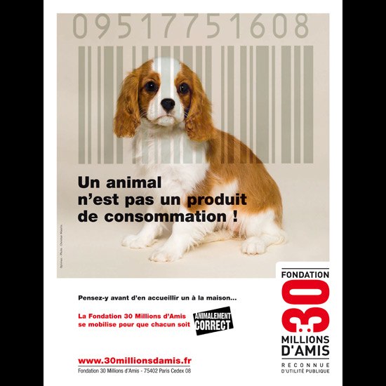 photo de jeune chien, 30 Millions d'Amis