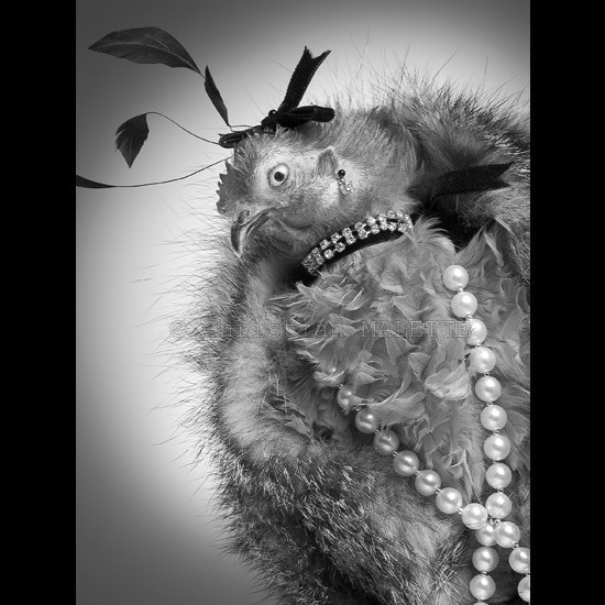 photo noir et blanc de poule au collier et fourrure