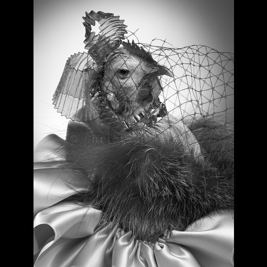 photo noir et blanc de poule en voilette, et fourrure