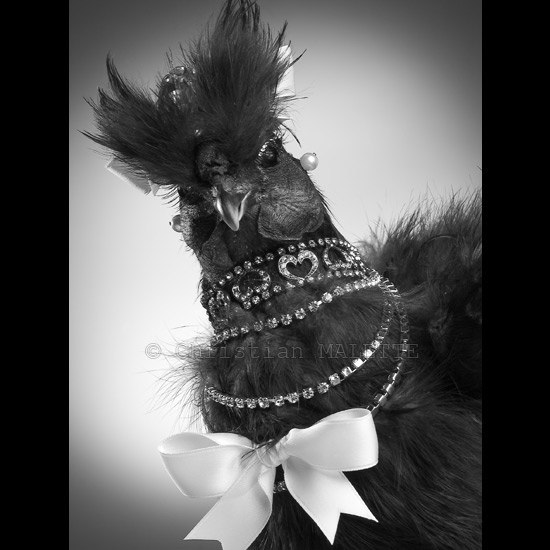photo noir et blanc de poule diamantée et noeud satin