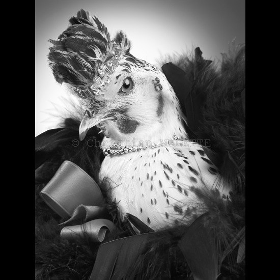 photo portrait de poule avec collier et diadème de strass
