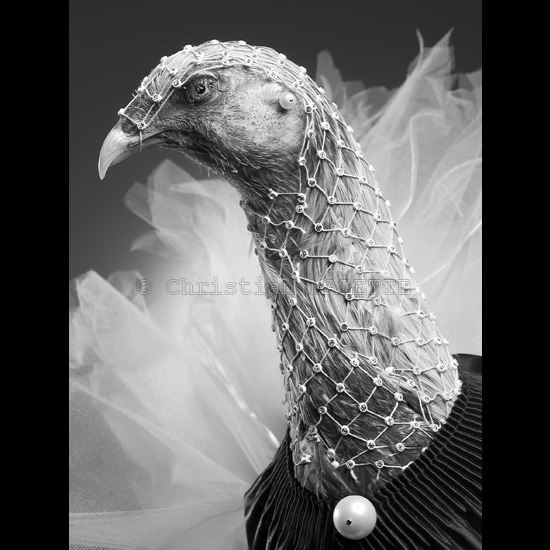 photo portrait de poule en résille et perle