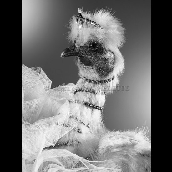 photo de poule en collier de strass et tulle blanc