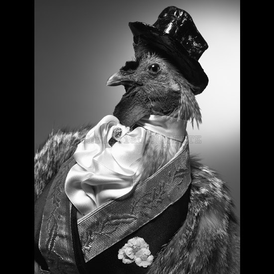 photo portrait de coq cravaté en habit et chapeau