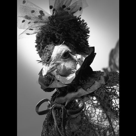 photo portrait de poule en capeline et chapeau