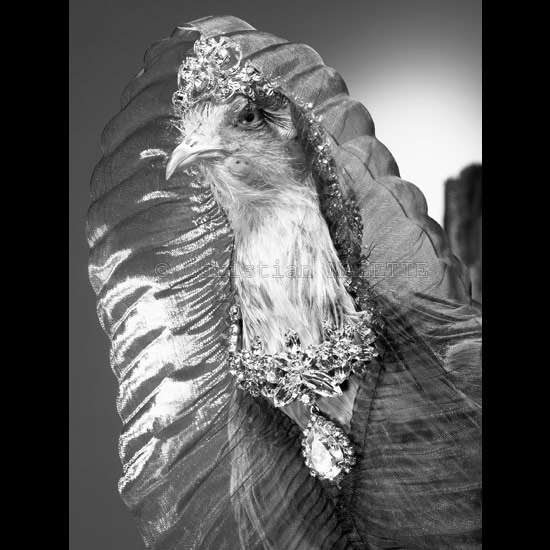 photo de poule en voile d'organza et collier de strass
