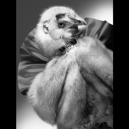 photo portrait de poule en fourrure et satin avec collier